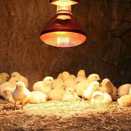 WINDSOR CHICKEN BULB